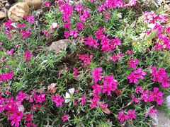 -绵阳盛世樱花悠乐谷