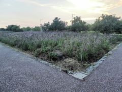 -西京湾花海