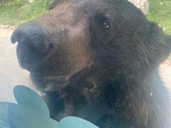 -栾川竹海野生动物园