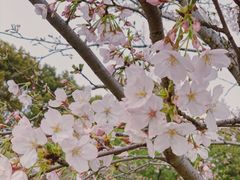 -苏州上方山国家森林公园
