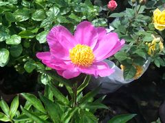 -双季花艺园艺市场(浦东店)