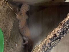 -东莞宠友24H宠物中心医院·转诊夜诊·异宠(新河北路院)