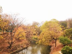 -羊山湖公园