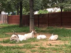 -石家庄市动物园