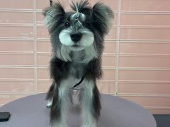-FAELING PETS美天灵宠物(合生汇店)