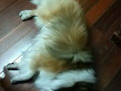 -瑞鹏宠物医院·宠保定点·心脏科·内科(御桥分院)