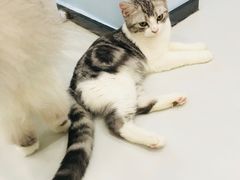 -糯米喵星人·撸猫猫舍咖啡馆(西市场嘉华店)