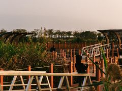 -芒洲湿地公园