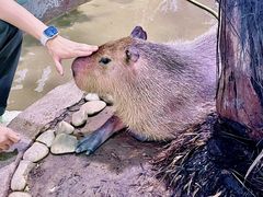 -正佳雨林生态植物园