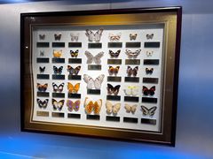 -上海昆虫博物馆