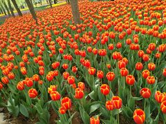 -洛阳郁金香牡丹园