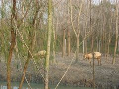 -溱湖国家湿地公园