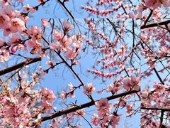 -桃花堤公园