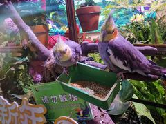 -正佳雨林生态植物园