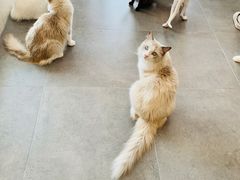 -飞行喵MR PILOT|猫舍·猫咖(静安大融城店)