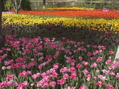 -石家庄市植物园