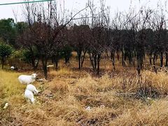 -呼吸森林·生态农庄农家乐私房菜