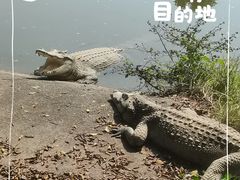 -广州长隆飞鸟乐园
