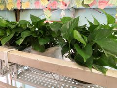 -大王油茶(磁器口店)