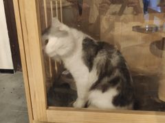 -Mr.Fox狐狸先生超级密室(南山店)