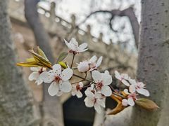 -海棠花溪(元大都城垣遗址公园)