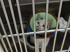-瑞鹏宠物医院·骨科·猫科·内科(第一中心)