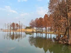 -贡湖湾湿地公园