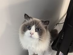 -爱洗澡的猫(望京店)