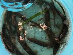 -贵阳市花溪国家城市湿地公园