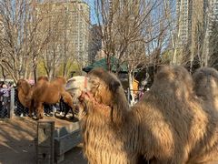 -长白岛森林公园