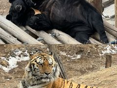 -大连森林动物园