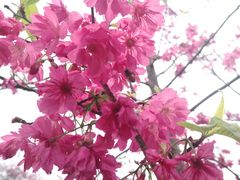 -天适樱花悠乐园