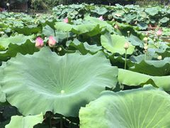 -三圣花乡旅游区