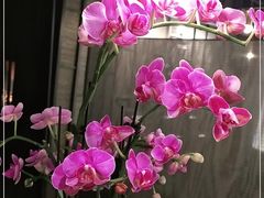 -LANN I 蘭 泰式古法按摩(徐家汇城开YOYO店)