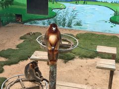 -西霞口神雕山野生动物世界