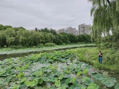 -新江湾城公园