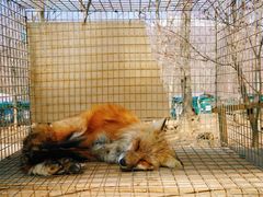 -宫城藏王狐狸村