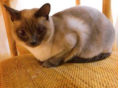 -滚猫咖啡·猫咖·猫友好撸猫(未来城店)