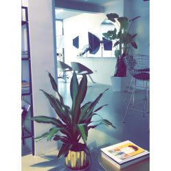 -FAB HAIR CLUB
