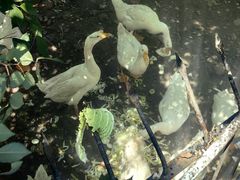 -丽泽山庄·生态怀柔菜·虹鳟鱼(红螺寺店)