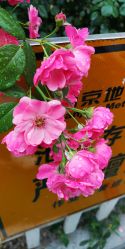 -梧桐照相馆(维景国际店)