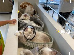 -怪兽屋·羊驼·猫咖·狗咖(俊华广场店)