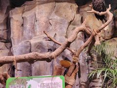 -正佳雨林生态植物园