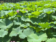 -陈家山荷花公园