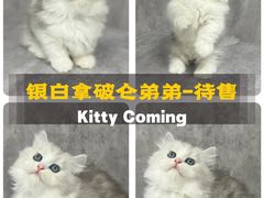 -小猫来了·猫舍(红山六九七九店)