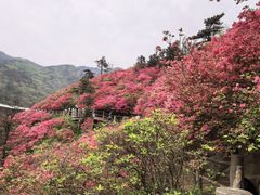 -木兰云雾山