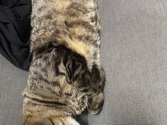 -芭比堂宠物医院·全科爱猫医院·仁德分院