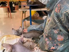 -平行世界·猫咖(首经贸店)