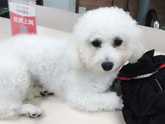 -爱侣宠医·鹦鹉专科·小型哺乳类·异宠专科(灵石路店)