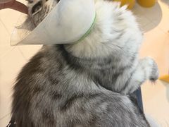 -平行世界·猫咖(首经贸店)